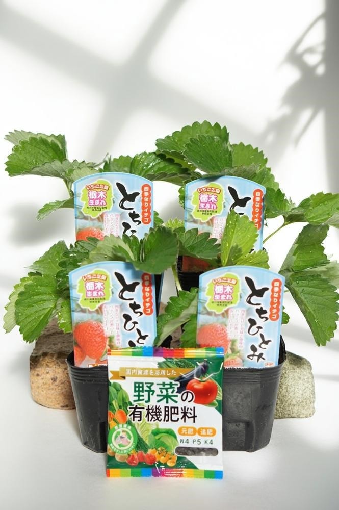 いちご苗「とちひとみ（pvp） 4本セット・肥料付」9cmポット苗【3月