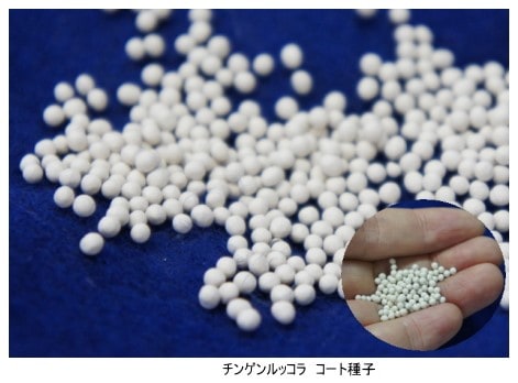 香味菜】「チンゲンルッコラ 128穴セル苗」【受注生産：受注より