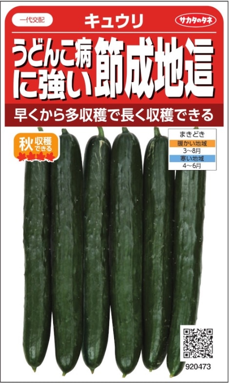 サカタのタネ うどんこ病に強い節成地這キュウリ 約36粒【郵送対応