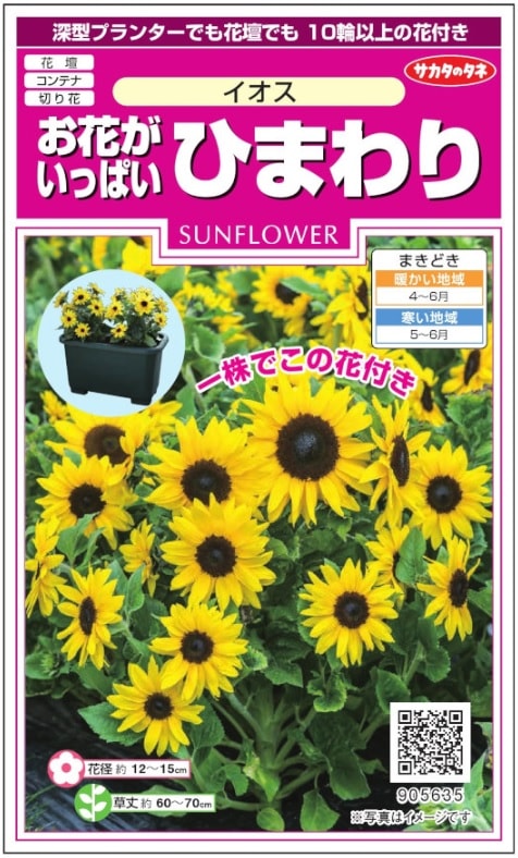 サカタのタネ お花がいっぱいひまわり イオス 約15粒【郵送対応