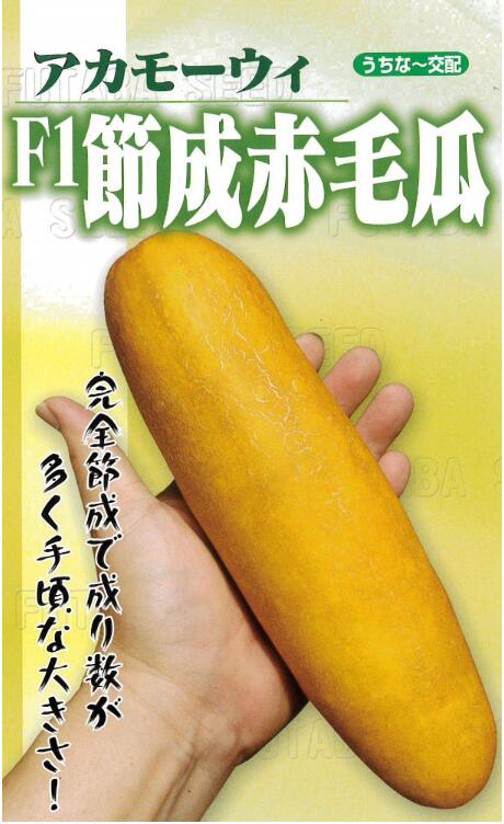初物、岐阜県産、自然栽培、伝統野菜赤モーウイ、老黄瓜、沖縄きゅうり、赤毛瓜2キロ フタバ種苗 F1節成赤毛瓜 約10粒 | 【メーカー名からタネを探す