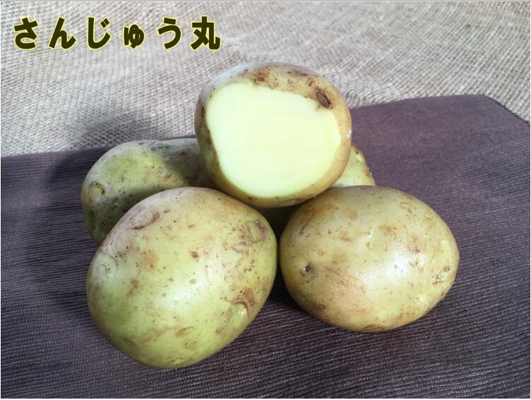 �ڼ兩�㥬���⡦�襤��֤ۡ��󤸤夦�ݡפμ露�㤬���⡡��500�����ڽե��㥬�����ѣ������ܡ������ȯ���ۡ��ʼ�̾�����󤸤夦��_��Ͽ�ֹ桧��21864��_�������жػߡ�