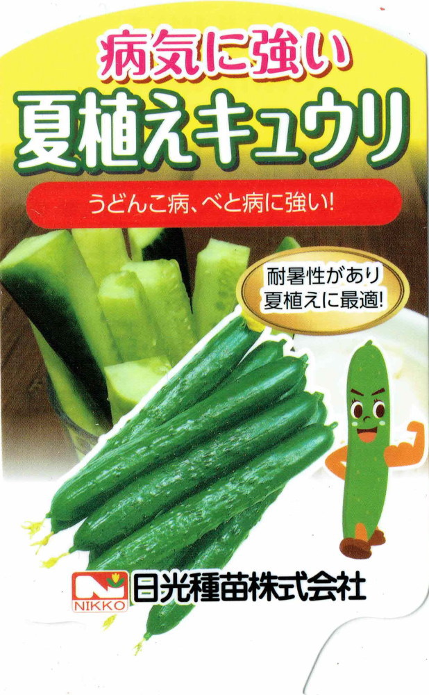 日光種苗「病気に強い夏植えきゅうりの苗」9cmポット【発送時期：6月