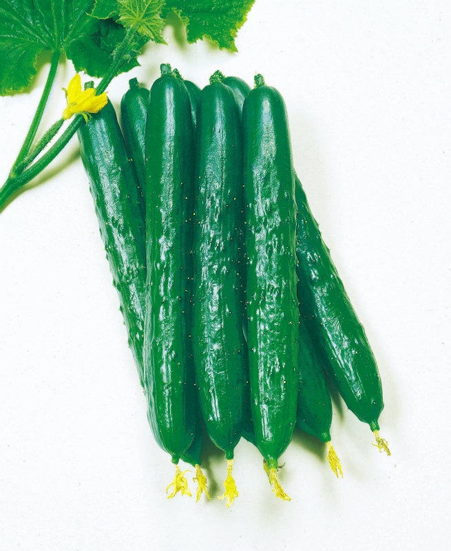 森のきゅうりさま依頼資料 きゅうり 夏秋明快2号(かしゅうめいかい) 350粒 | オアシス DEPO