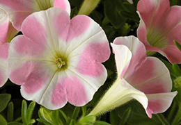 サントリーフラワーズ「サフィニアアート ももいろハートの苗」9cm