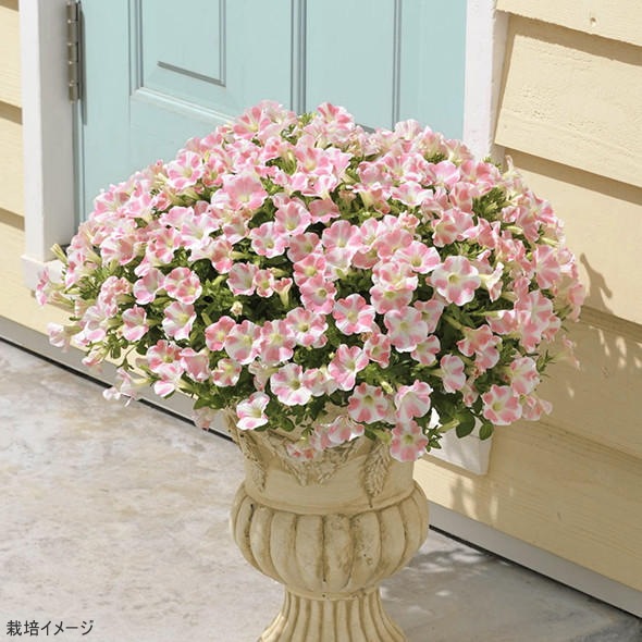 サントリーフラワーズ「サフィニアアート ももいろハートの苗」9cm