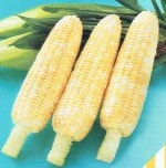 ���ʥƥå������� �������ȥ����� �֥ɥ�����ɥ꡼��פΥ���[�����̡���500γ]