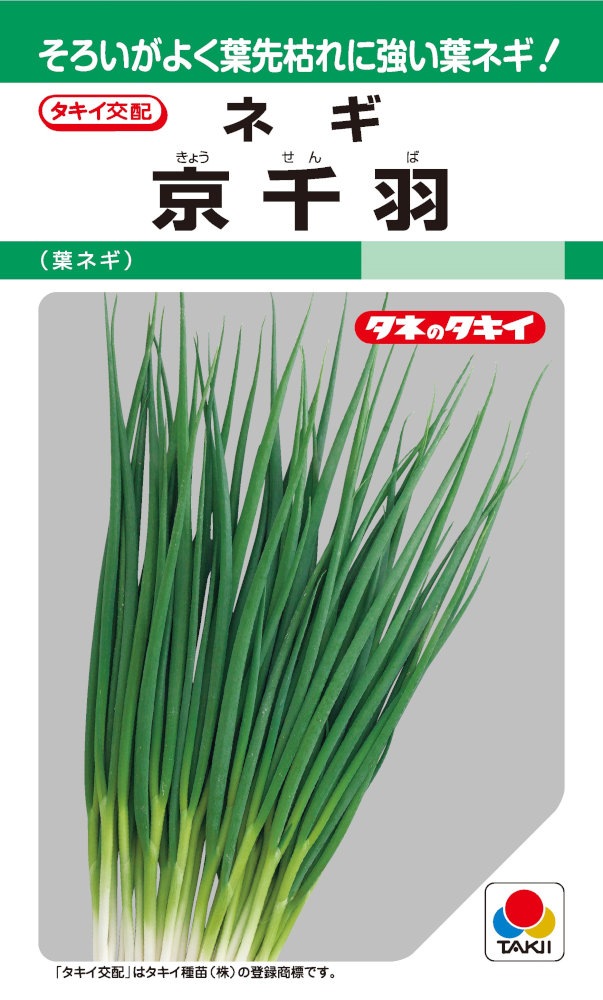 43円 特価 ネギ 葱 タネ 葱大関 1袋 10ml 種 野菜たね Ytc41