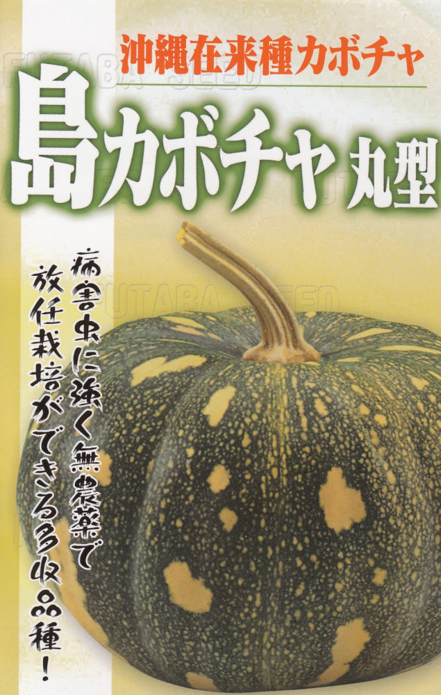 丸玉・原石セット○どでカボチャ 生産農家わずか4軒「桃生かぼちゃ」、宮城・石巻で初出荷…栄養価が