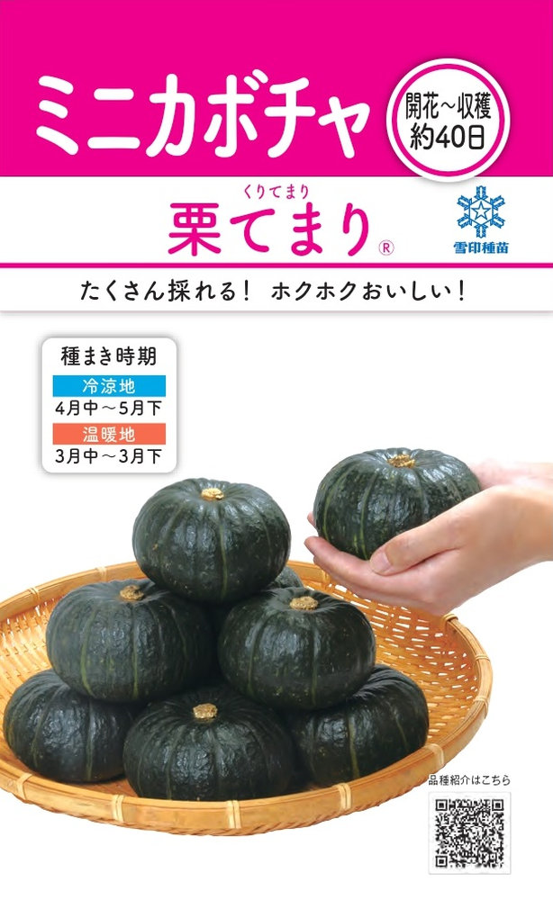 雪印種苗「ミニカボチャ 栗てまり」のタネ [内容量:8ml] | 【メーカー