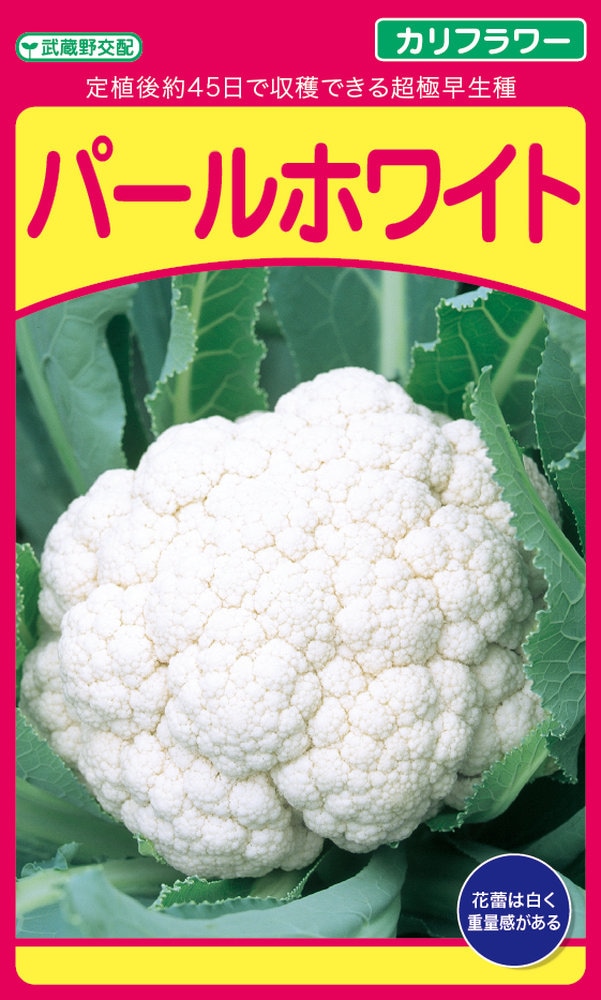 雪うらら 2500粒 カリフラワー 武蔵野交配 雪うらら(MSD-1338)[カリフラワー]\u203b2025年春だね新商品 - e-種や｜国内