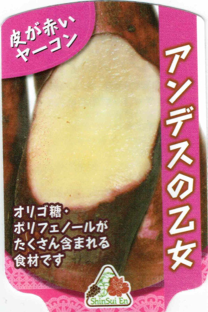 ヤーコン苗 「アンデスの乙女」【品種名：アンデスの乙女_登録番号：第