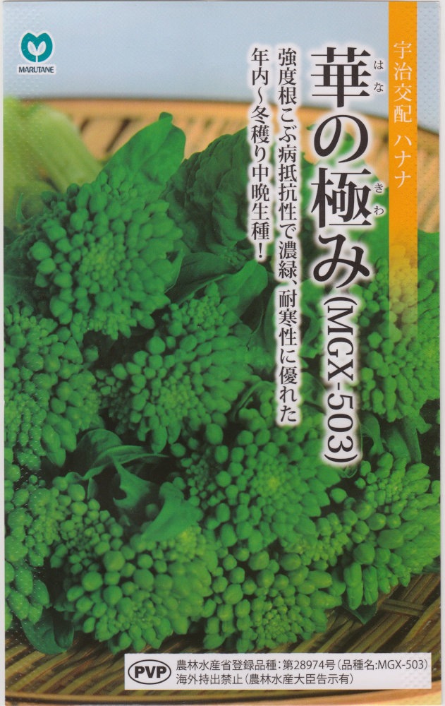 丸種 ハナナ 華の極みのタネ［内容量:2.5ml］【品種名：MGX-503_登録