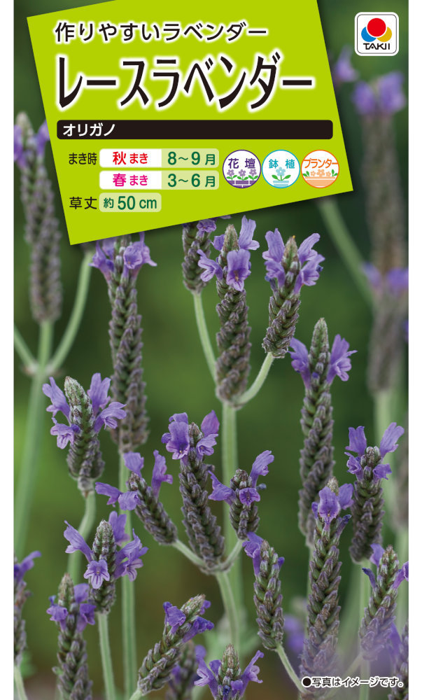タキイ種苗 レースラベンダー オリガノのタネ[内容量：約30粒