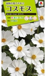  ⥹ 󥻡ۥ磻ȤΥ[̡2ml]