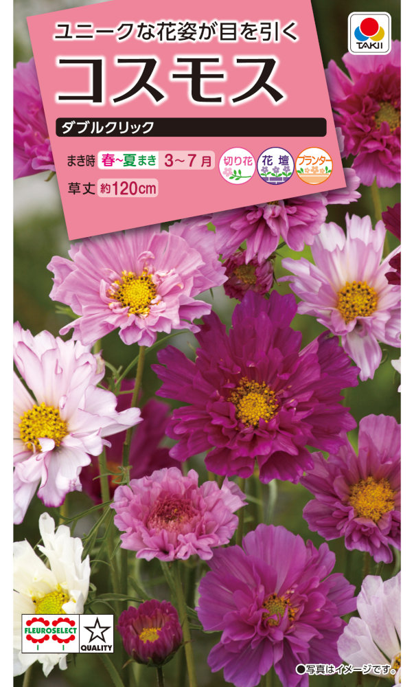 タキイ種苗 コスモス ダブルクリックのタネ[内容量：1.5ml