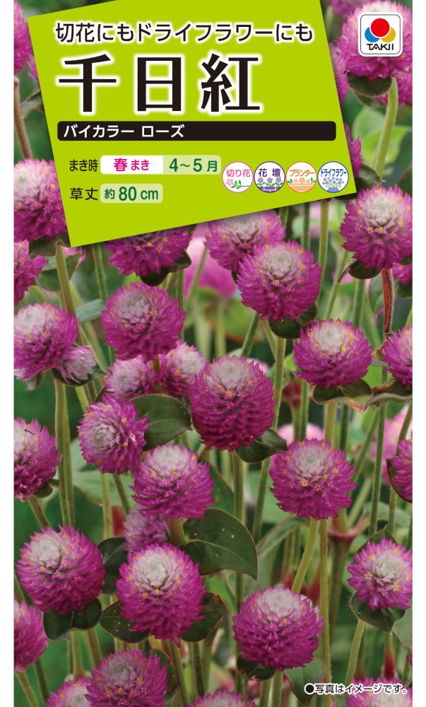 【たきい】 Amazon | タキイ種苗 ビオラF1 ビビ トリカラー | 花