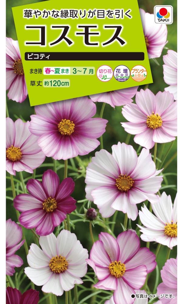 タキイ種苗 コスモス ピコティのタネ[内容量：1.7ml] | 【メーカー名