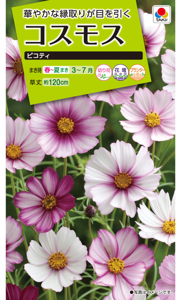 タキイ種苗 コスモス ピコティのタネ[内容量：1.7ml] | 【メーカー名