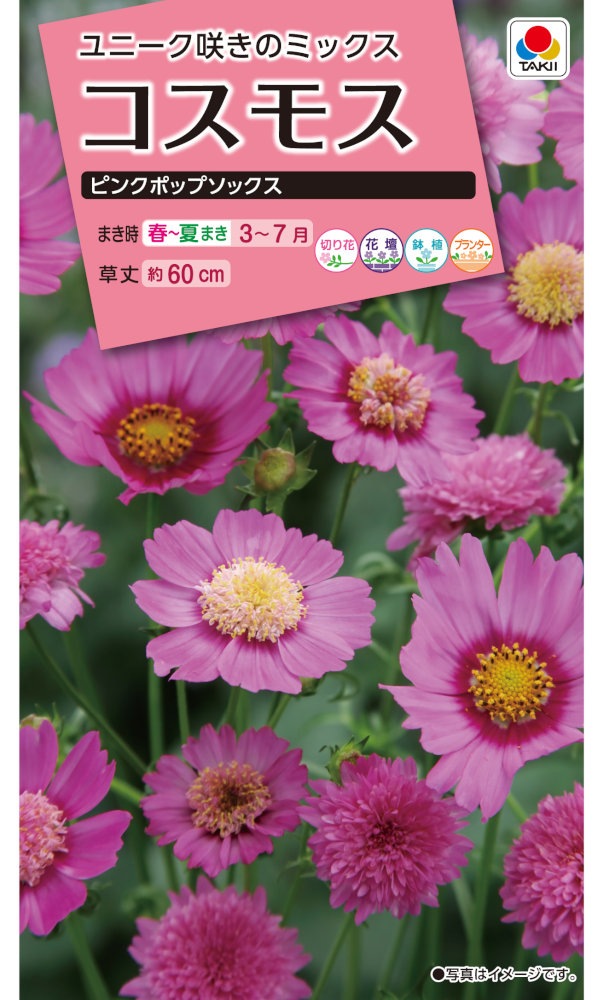タキイ種苗 コスモス ピンクポップソックスのタネ[内容量：1ml