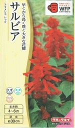 ���������� ����ӥ� �ե��󥳥�åɤΥ���[�����̡�0.4ml]