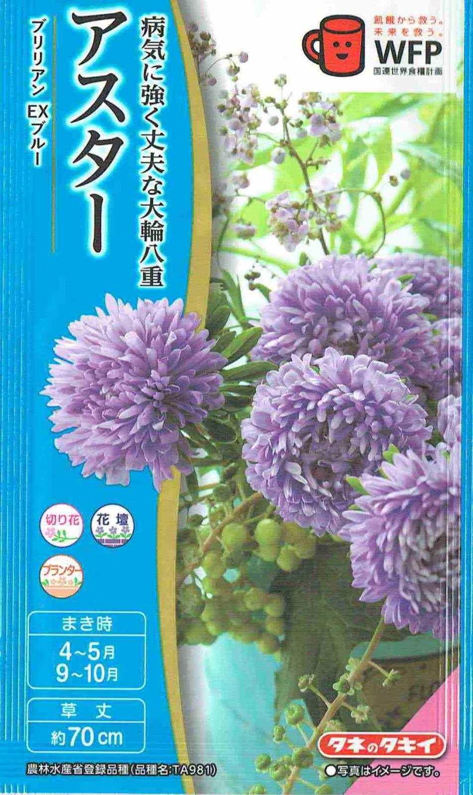 希少 6月入荷 10粒 ブルセラ アリダ ダークオレンジ 種子 種証明書あり 4-