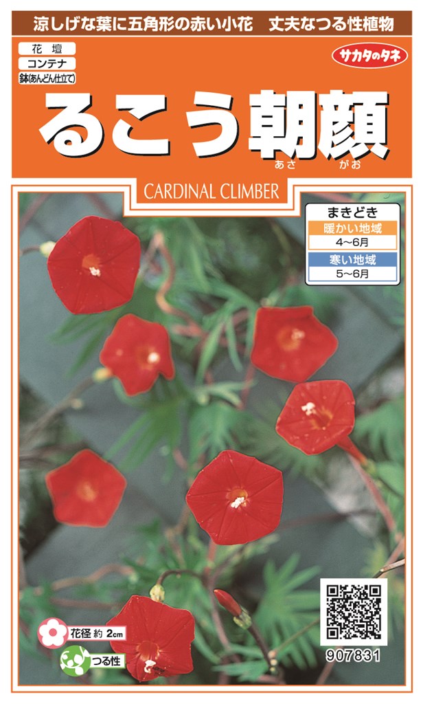 サカタのタネ るこう朝顔のタネ[内容量：1ml] | 【メーカー名からタネ