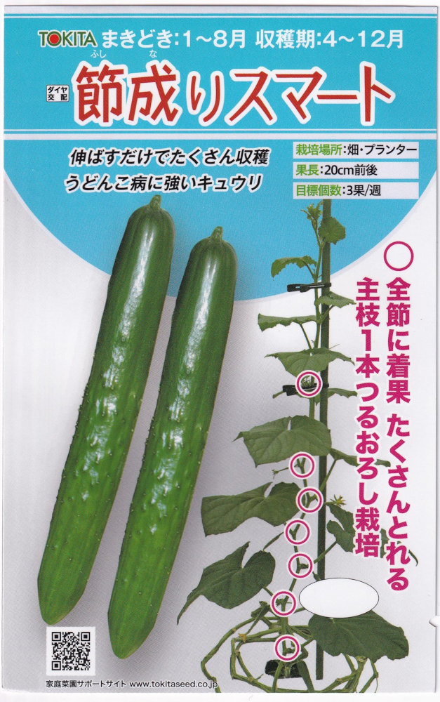 トキタ種苗 キュウリ 節成りスマートのタネ[内容量：約10粒