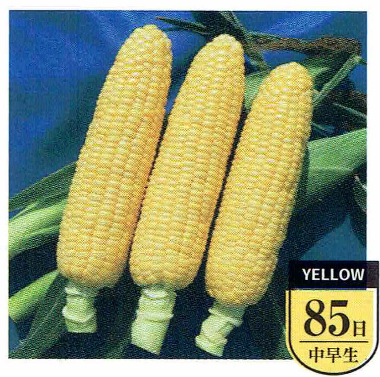 サナテックシード スイートコーン 「プレミアム味来85」のタネ