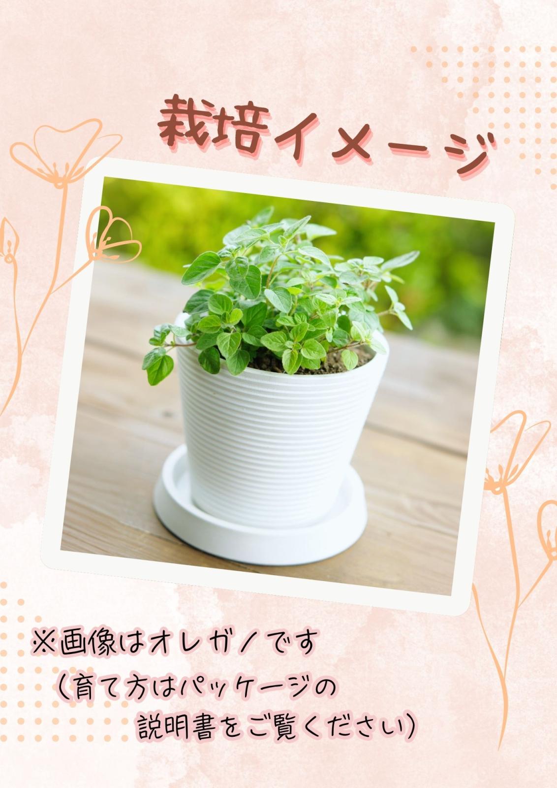 ローズマリー 苗 鉢植え ハーブ セット ハーブ栽培セット「ローズマリー」