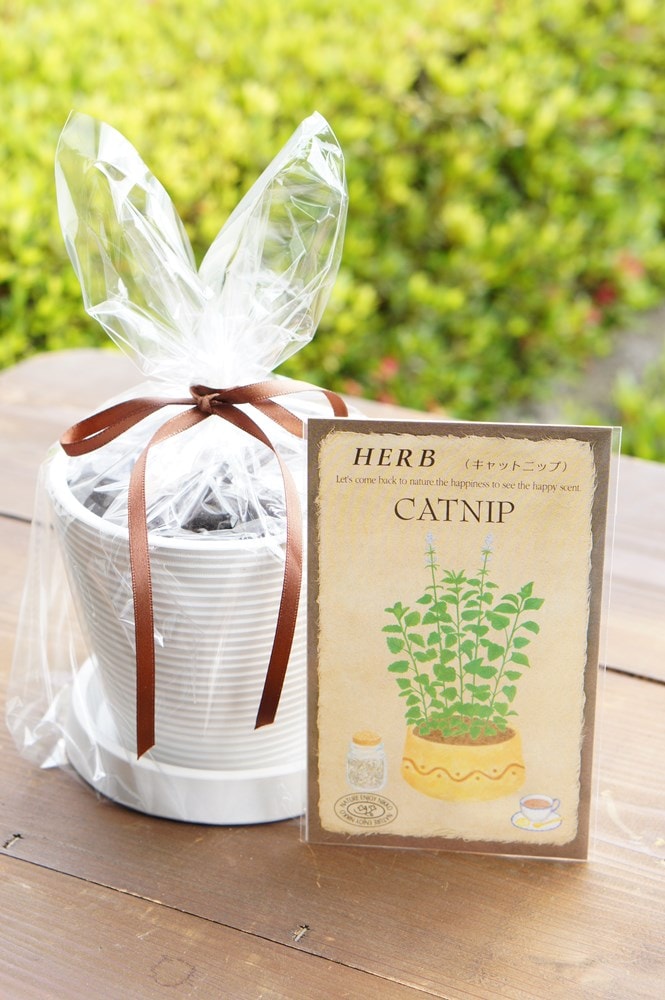 �ϡ��ֺ��ݥ��åȡ֥���åȥ˥åס�