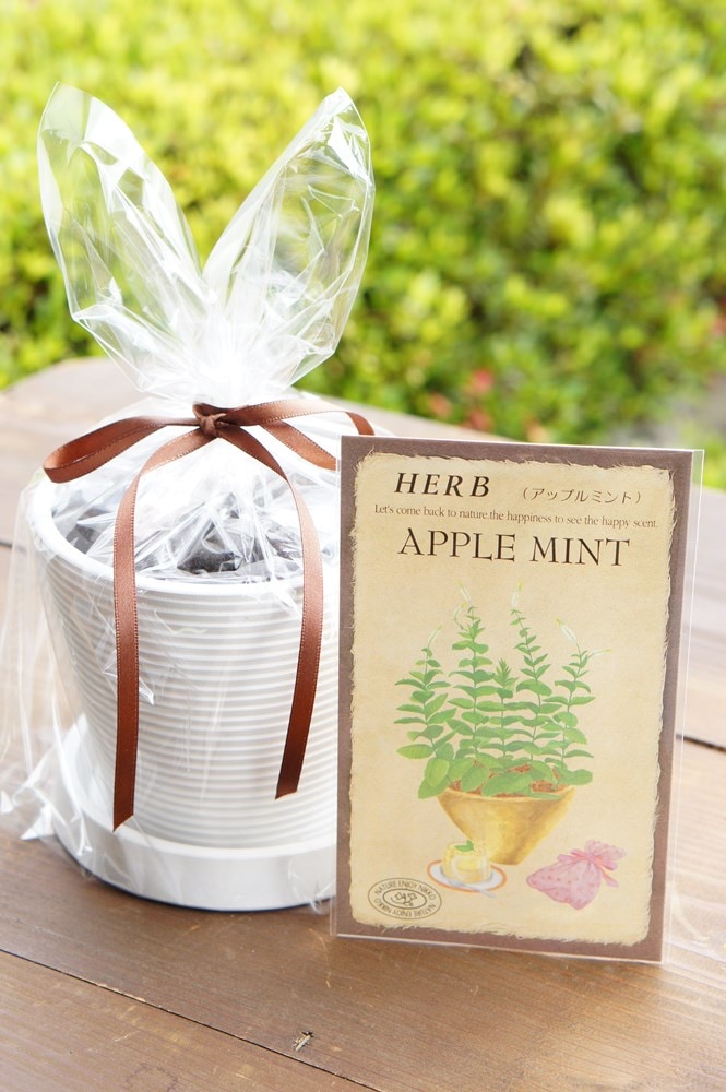 ϡֺݥåȡ֥åץߥȡ