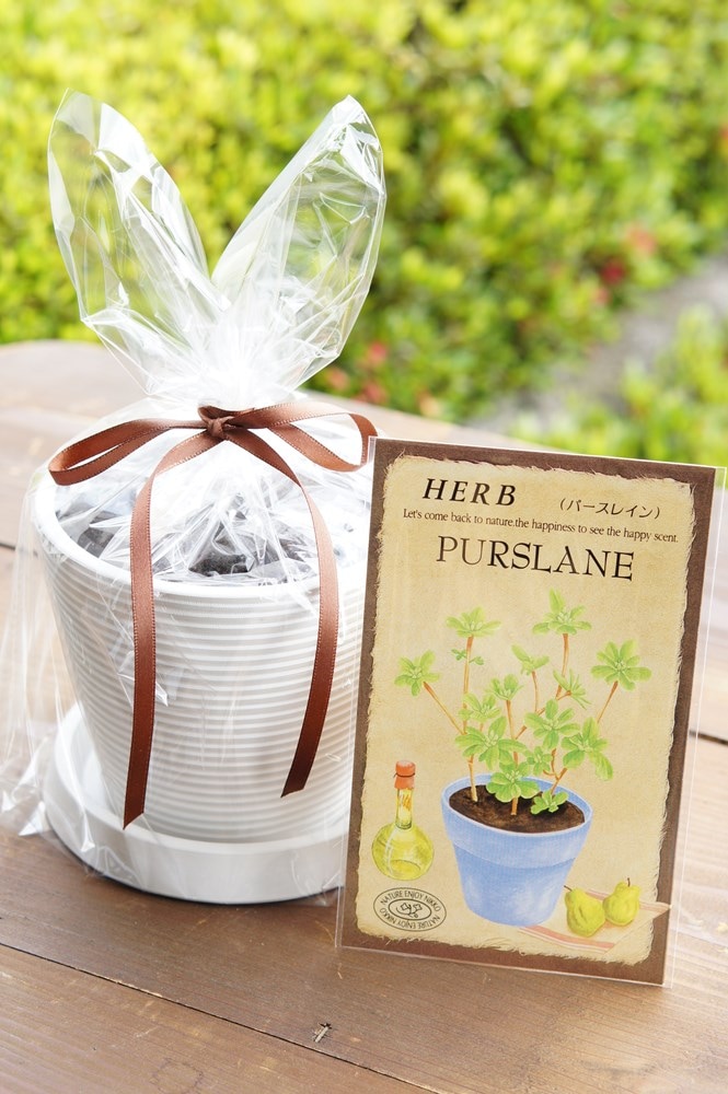 ハーブ栽培セット「ゴールデンパースレイン」 | 【ガーデニング用品