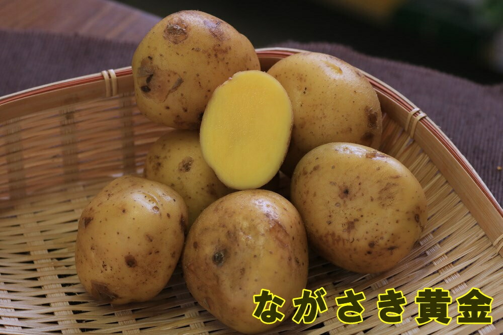 新ジャガ　長崎黄金　29kg 新ジャガ 長崎黄金 29kg （種ジャガイモ・種いも】「ながさき