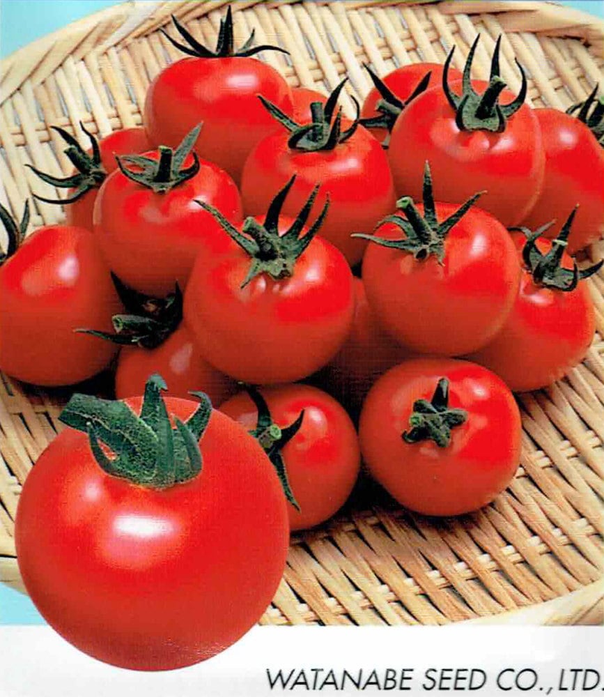 渡辺採種場 中玉トマト「Mr.浅野のけっさく2」9cmポット苗【4月中旬