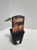 �ȥޥȤ��ġ֥ȥޥȥ٥꡼����󥸡סʼ�����9cm�ݥåȡڣ�����ܡ�5����ȯ��ʬͽ���