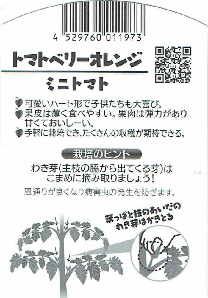 トマトの苗「トマトベリーオレンジ」（実生）9cmポット【4月中旬～5月