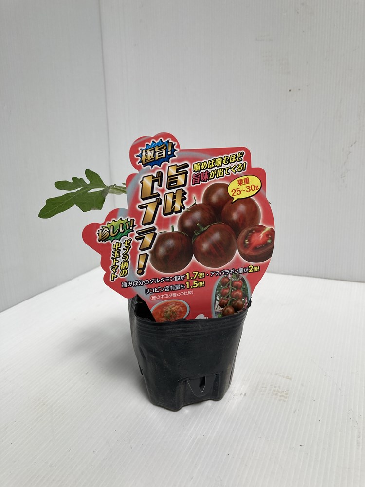 エムソン企画のトマト苗「極旨！ 旨みゼブラ 中玉トマト」9cm