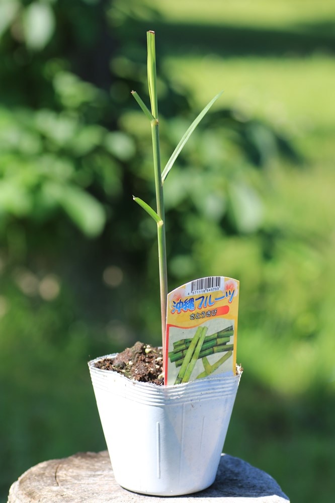 サトウキビの夏植え用の苗 サトウキビの夏植え用の苗