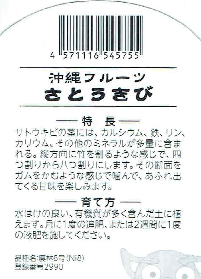 フタバ種苗「さとうきびの苗」10.5cmポット（サトウキビ）【4月中旬