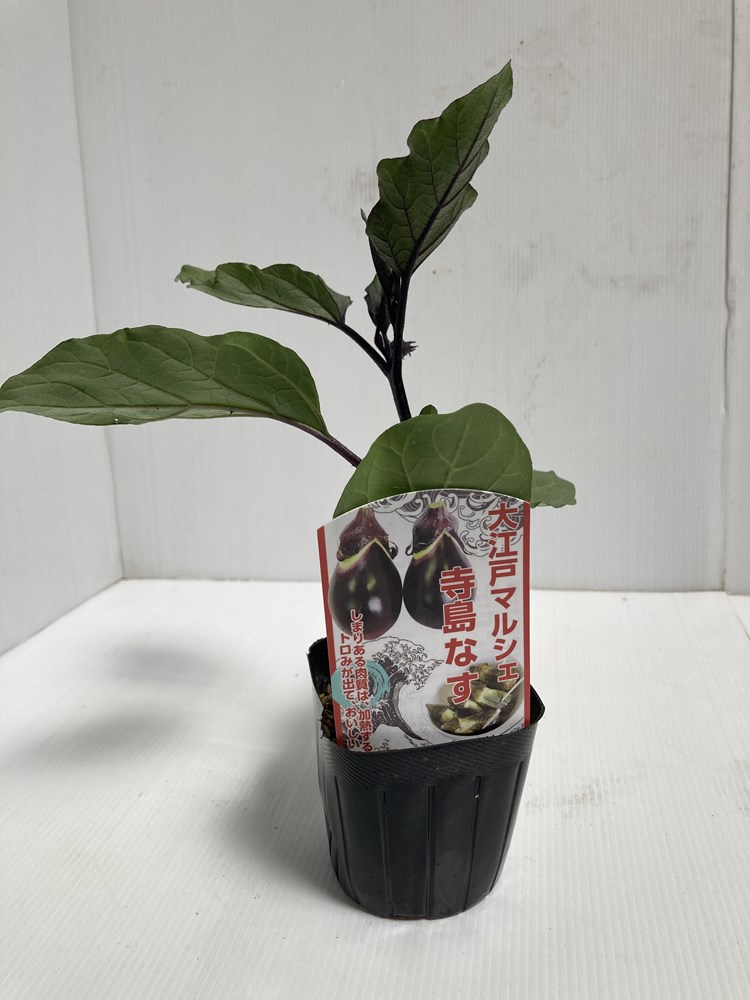苗ページです！ イチジク イスキアブラック 1年生12cmポット苗 : 吉瀬園芸 - 通販