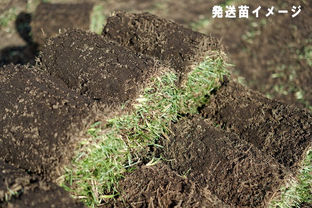 �����륿���ա��ڼǡ� �֥�����ԡ��ɥ��饹���ƥ��ե֥쥢�� 1ʿ��ʬ��167cm��30cm 2���� �ˡڥ᡼����ľ����