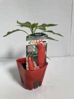 �ȥ������ġ֤����ԡ�����åɡ�9cm�ݥå��ġڣ�����ܡ�5����ȯ��ʬͽ���