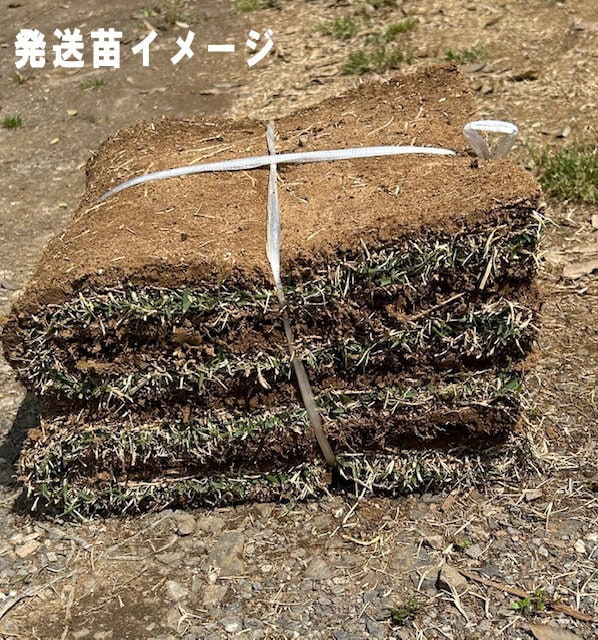 �����륿���ա��ڼǡ� �֥Υ��С� 1ʿ��ʬ��140cm��30cm 2���� �ˡڥ᡼����ľ���ۡ�ȯ���������꾦�ʡ�