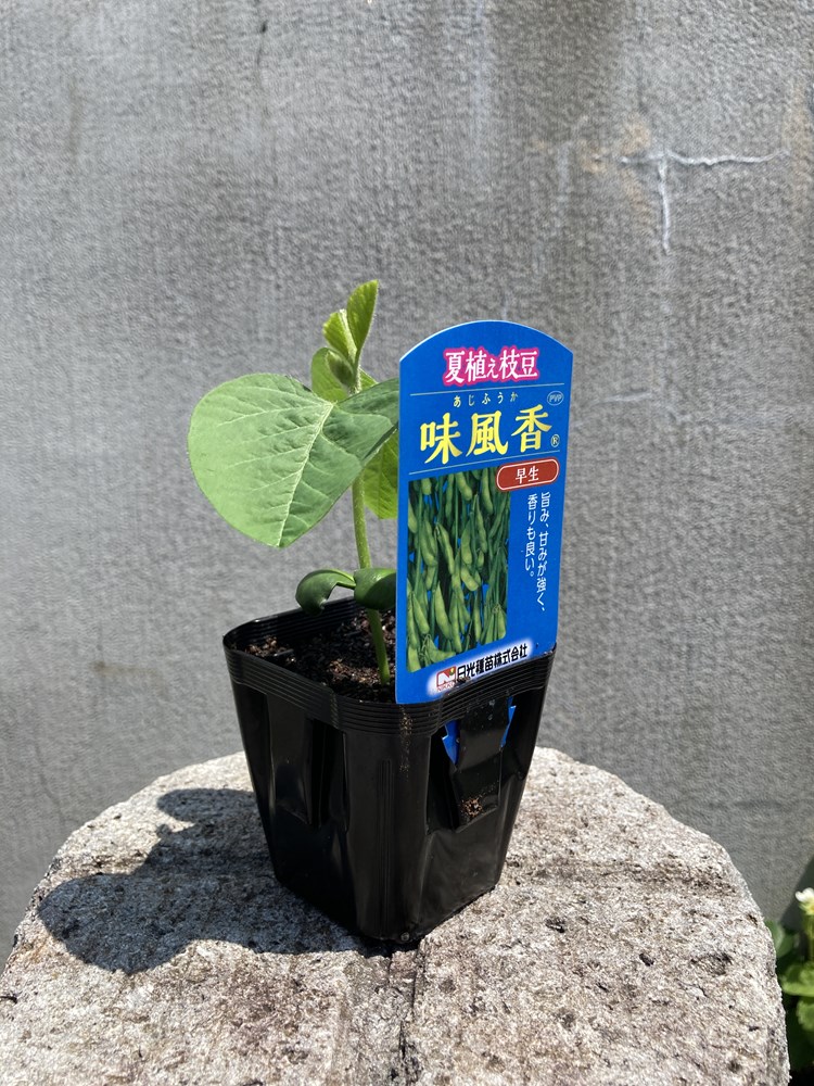 【1kg×19袋入】夏風香（枝豆・えだまめ） 種子 農業 農家 合計19kg 1kg×19袋入】夏風香（枝豆・えだまめ） 種子 農業 農家 合計19kg