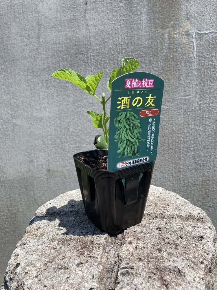 夏植え枝豆「酒の友（さけのとも）」9cmポット苗【6月中旬～7月上旬