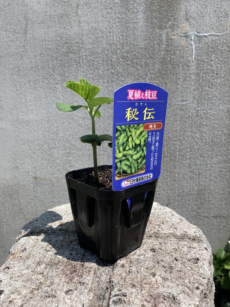 苗ページです！ 夏植え枝豆「秘伝（ひでん）」9cmポット苗【6月中旬～7月上旬発送分