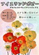  ɥݥԡ եȥ㥤ȡߥåΥ[̡0.1ml]