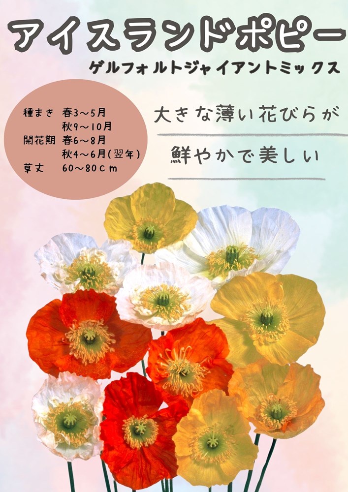 �������� ���������ɥݥԡ� ����ե���ȥ��㥤����ȡ��ߥå����Υ��͡�[�����̡�10ml]