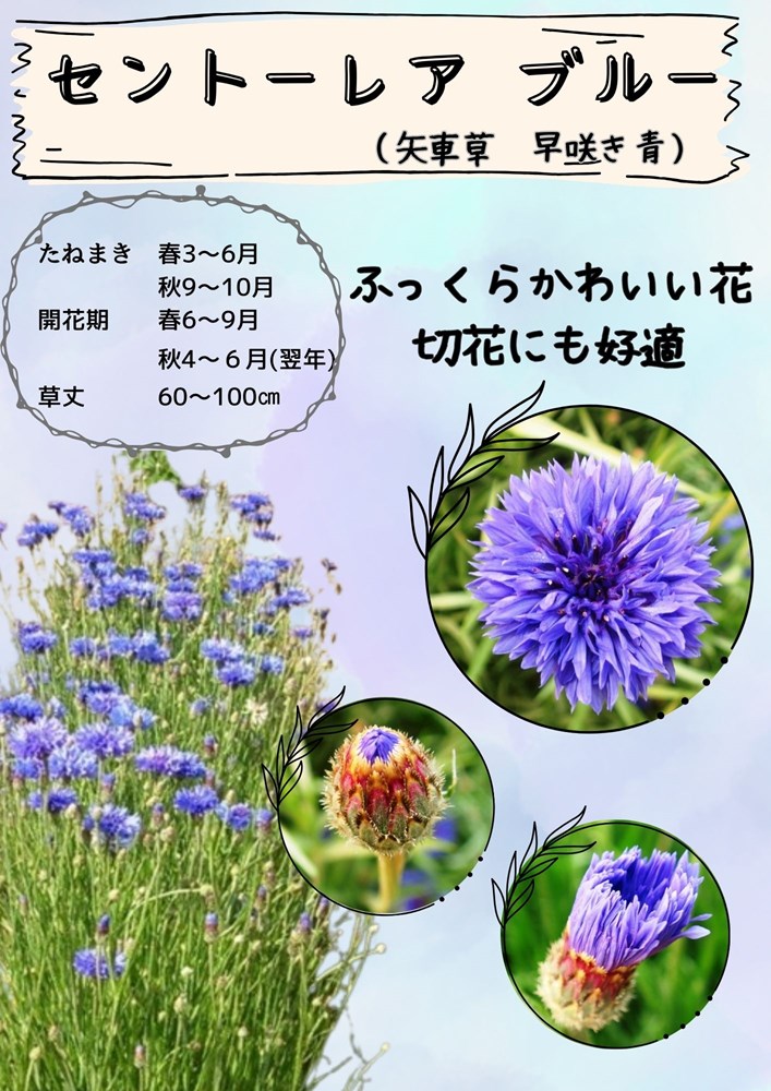日光種苗「矢車草 八重咲 青花」のタネ [内容量：10ml](セントーレア